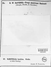 Roestelia hyalina image